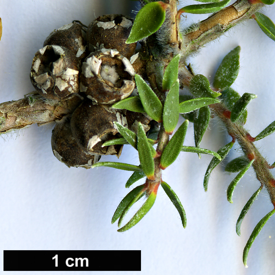 High resolution image: Family: Myrtaceae - Genus: Melaleuca - Taxon: squamea - SpeciesSub: var. alba